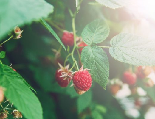 raspberry shrub