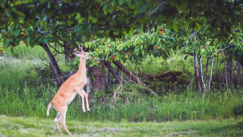 how to protect basket grass plant from deer