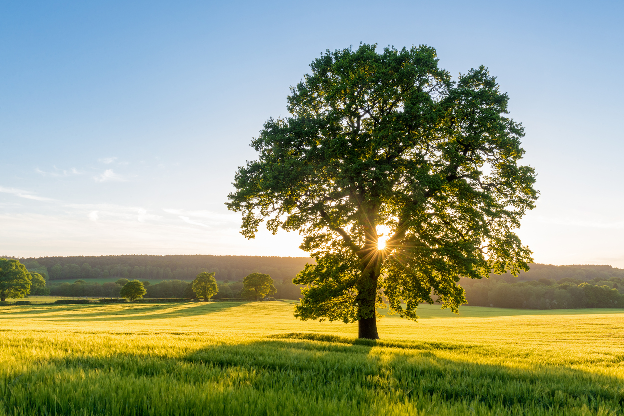 What You Should Know Before Planting A Sycamore Arbor Day Blog
