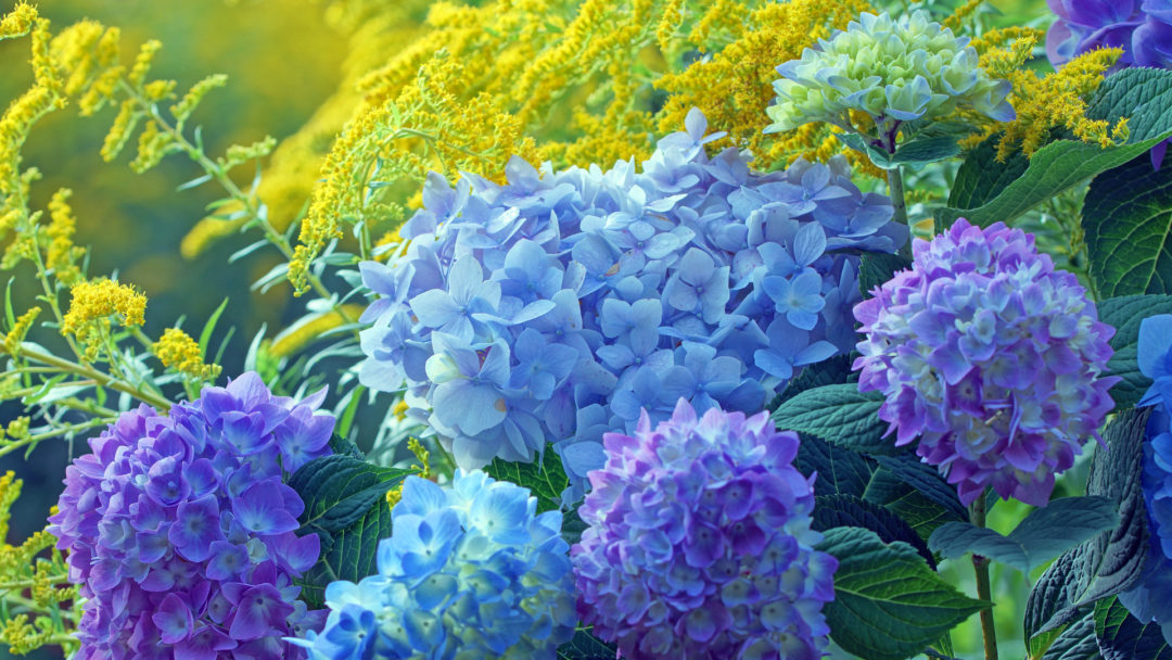 7 Fast Growing Shrubs Arbor Day Blog, Colorful Bushes For Landscaping