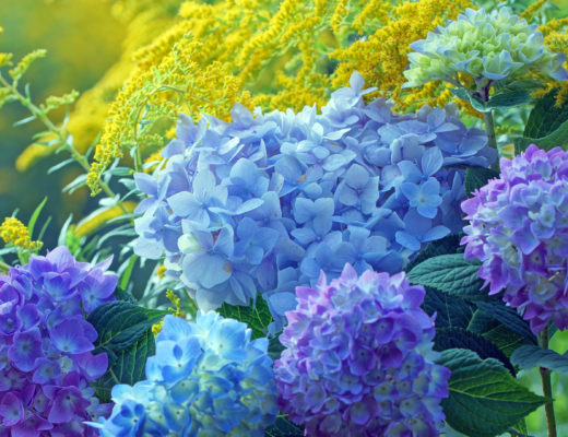 10 Fastest Growing Shrubs For 2022, Small Flowering Bushes For Landscaping