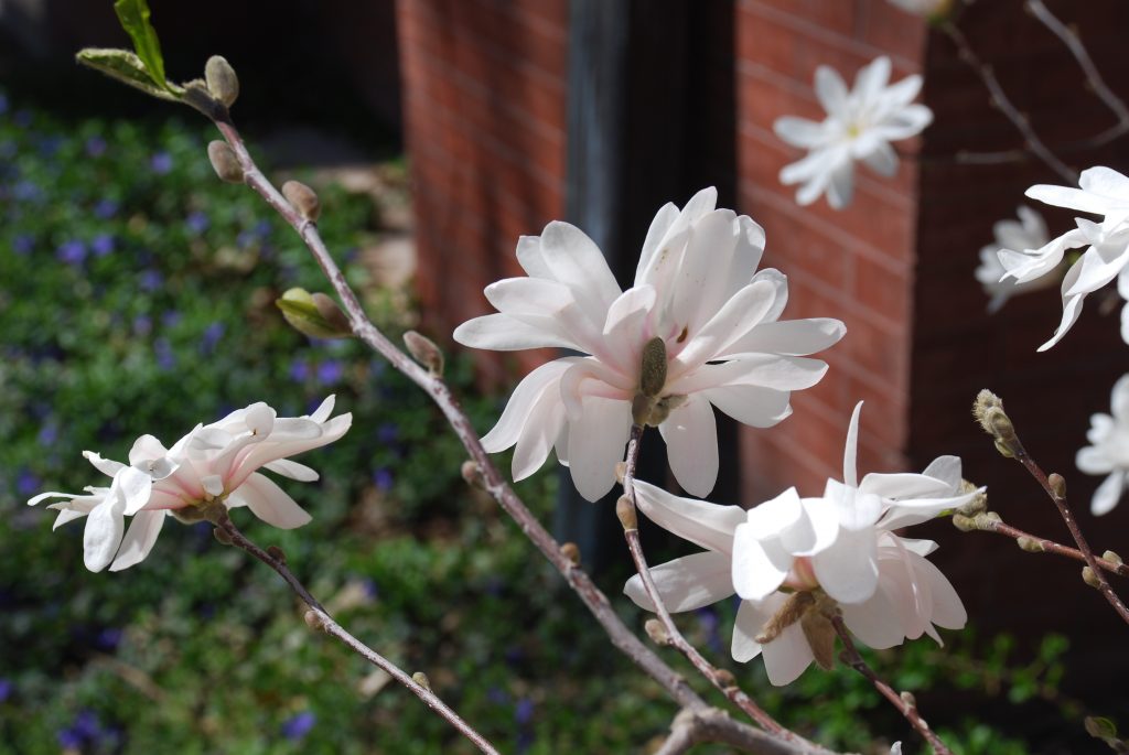7 Small Flowering Trees For Small Spaces Arbor Day Blog