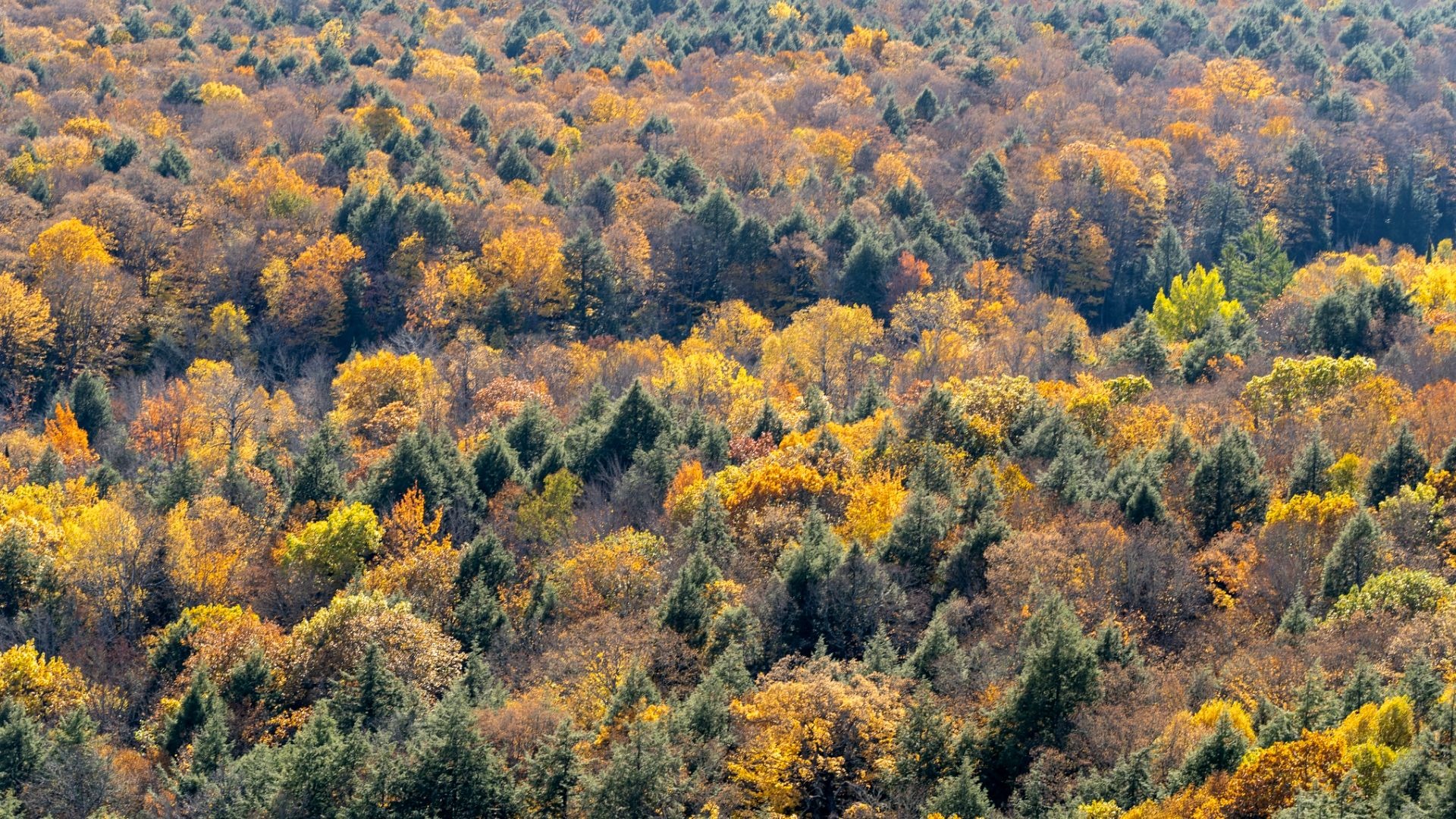 The Science of Autumn - Creating Tomorrow's Forests  Restoring  biodiversity by creating habitats and planting trees