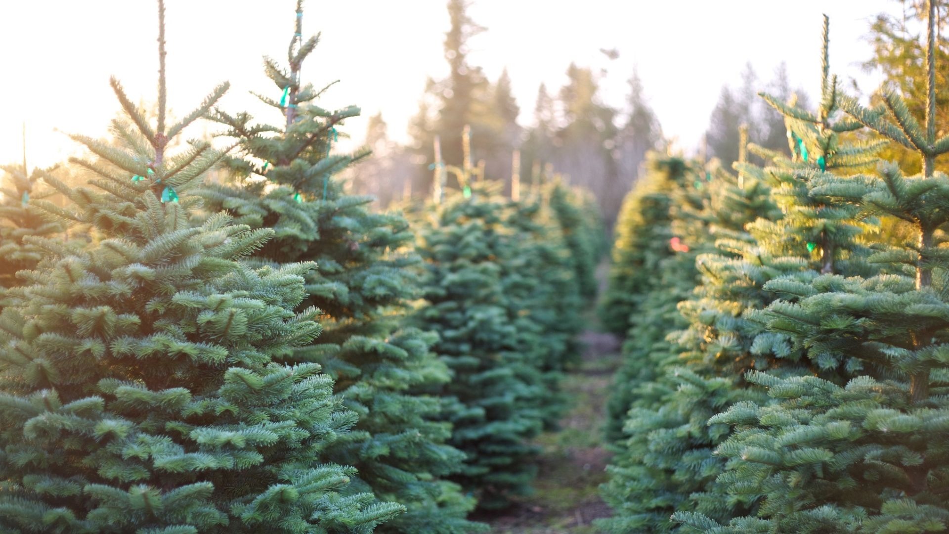 History of the Christmas Tree - Arbor Day Blog
