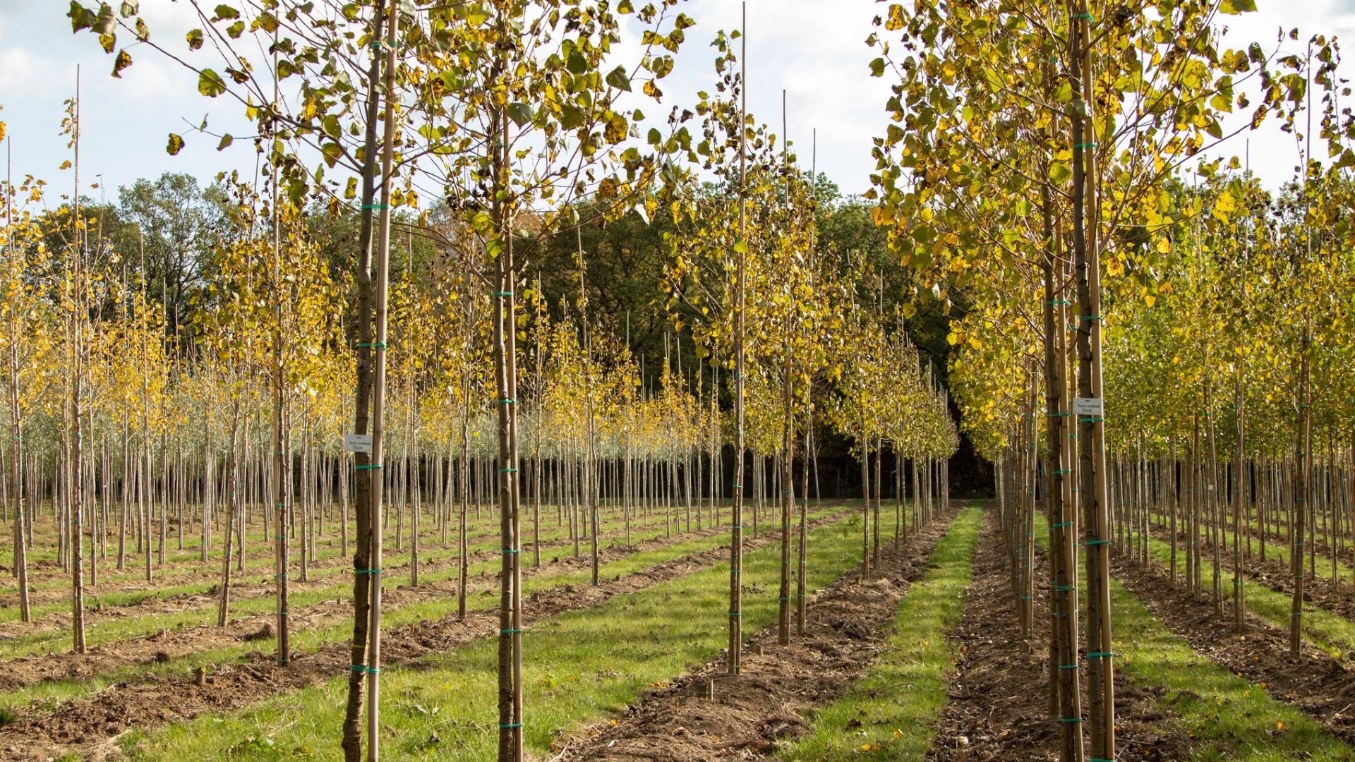 5 New Trees to Snatch from the Arbor Day Foundation Nursery Arbor Day