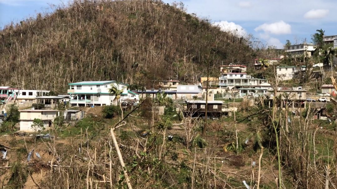 Damaged trees and homes following hurricane