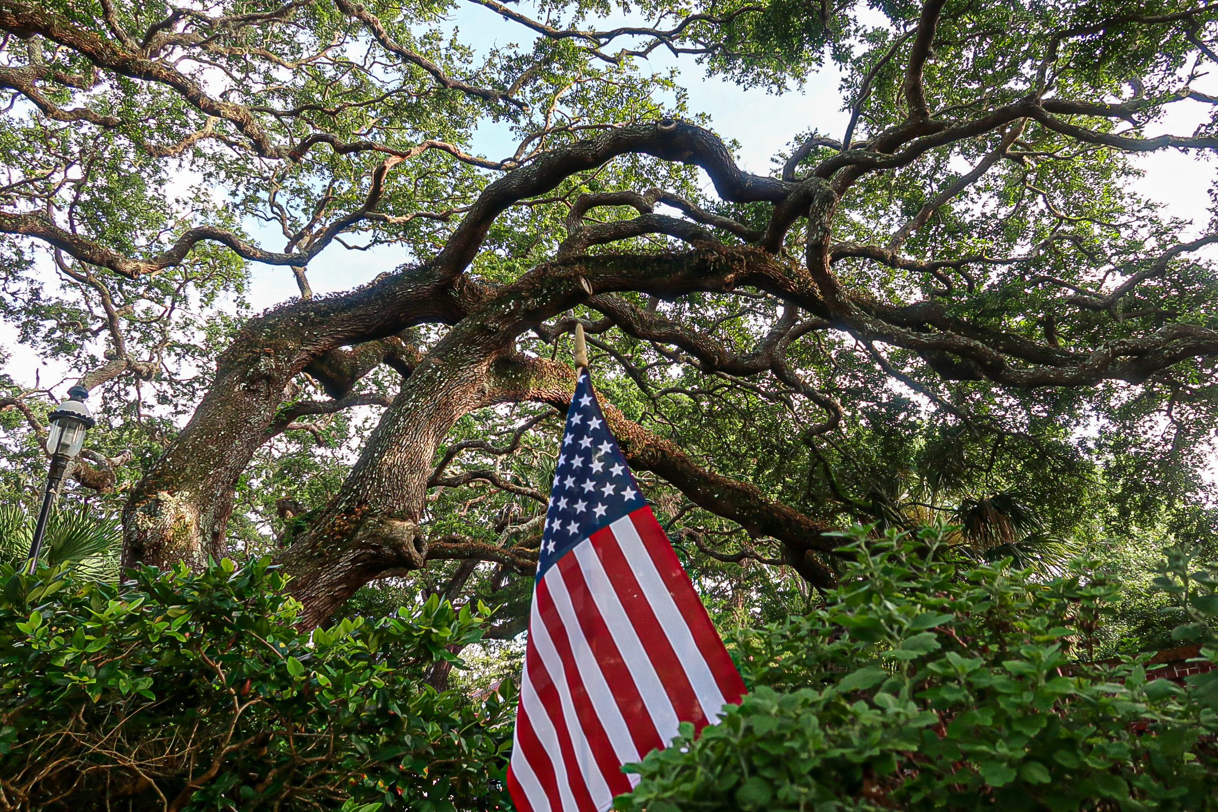 america's national tree: the mighty oak - arbor day blog
