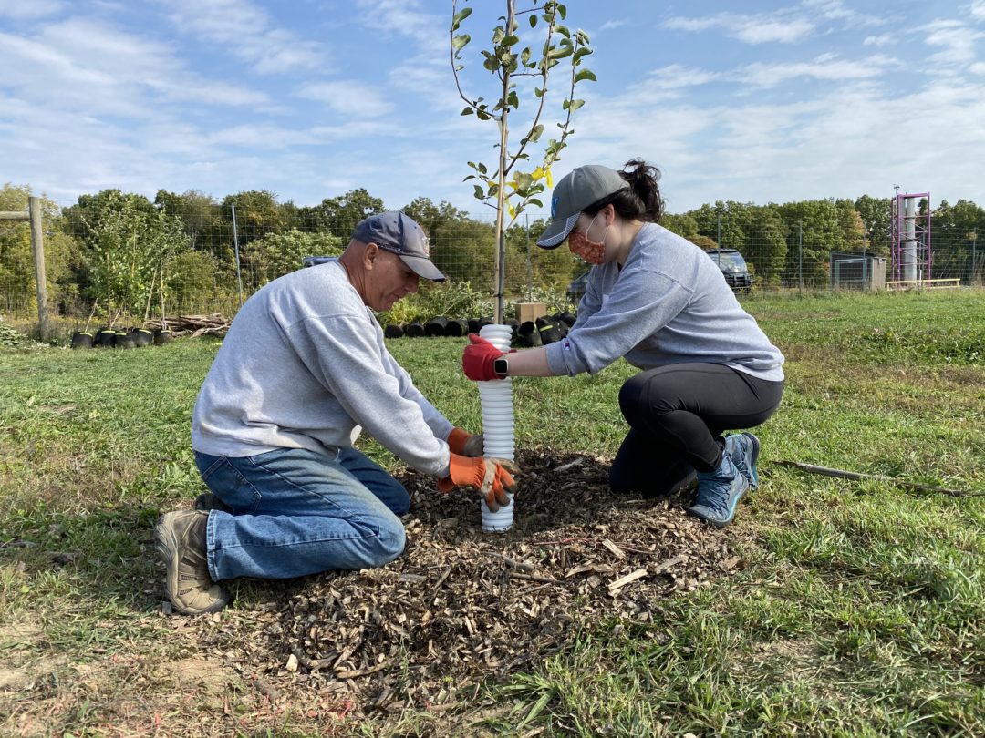 Continuing a Radical Commitment: Enterprise’s 50 Million Tree Pledge ...