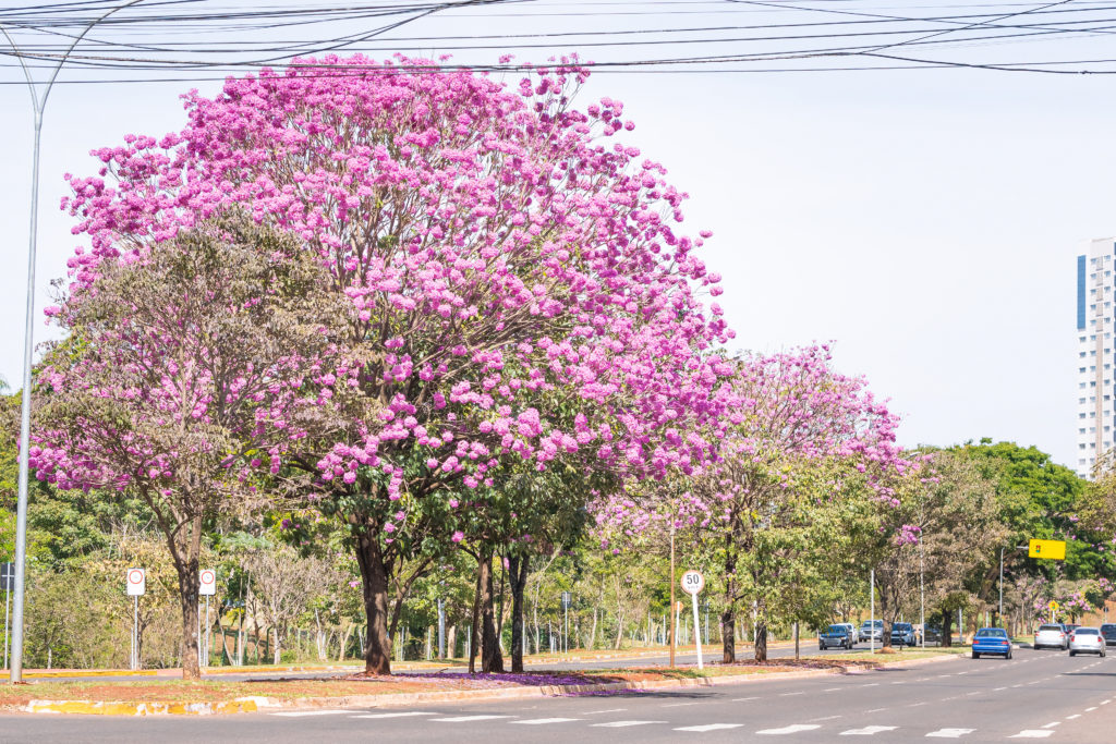 Árbol de Ipe en Via Park, Campo Grande MS, Brasil