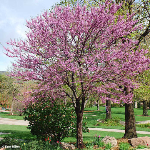 árbol de ciclamor oriental en flor