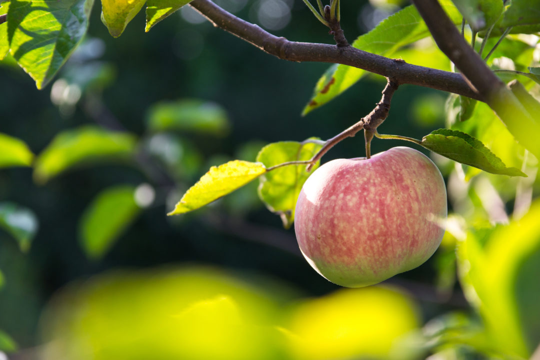 How to start an apple orchard