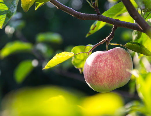 How to start an apple orchard