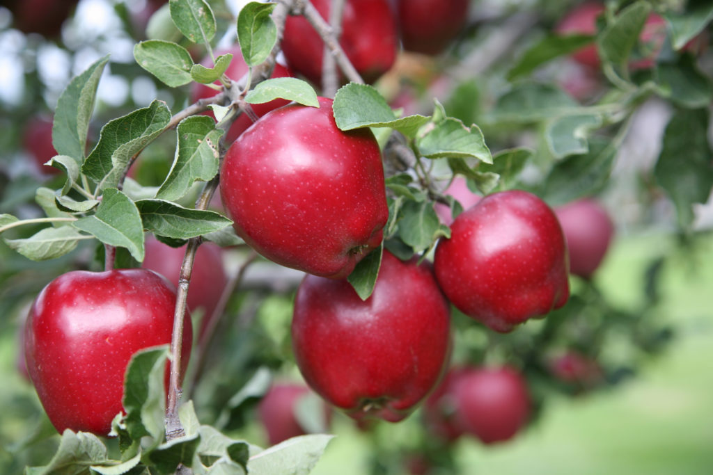 Manzanas deliciosas rojas maduras que crecen en una rama