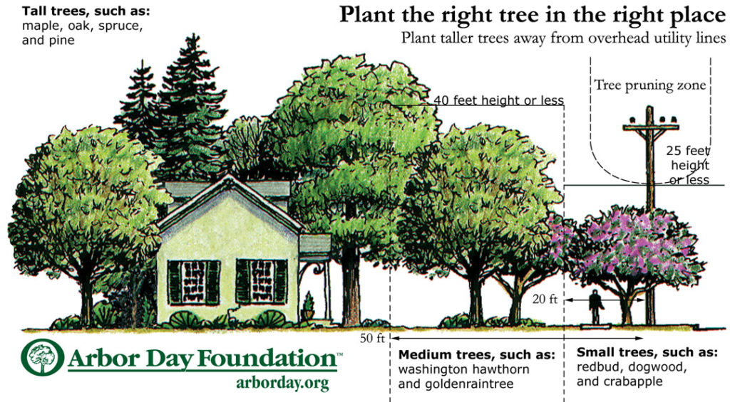 methodology in tree planting