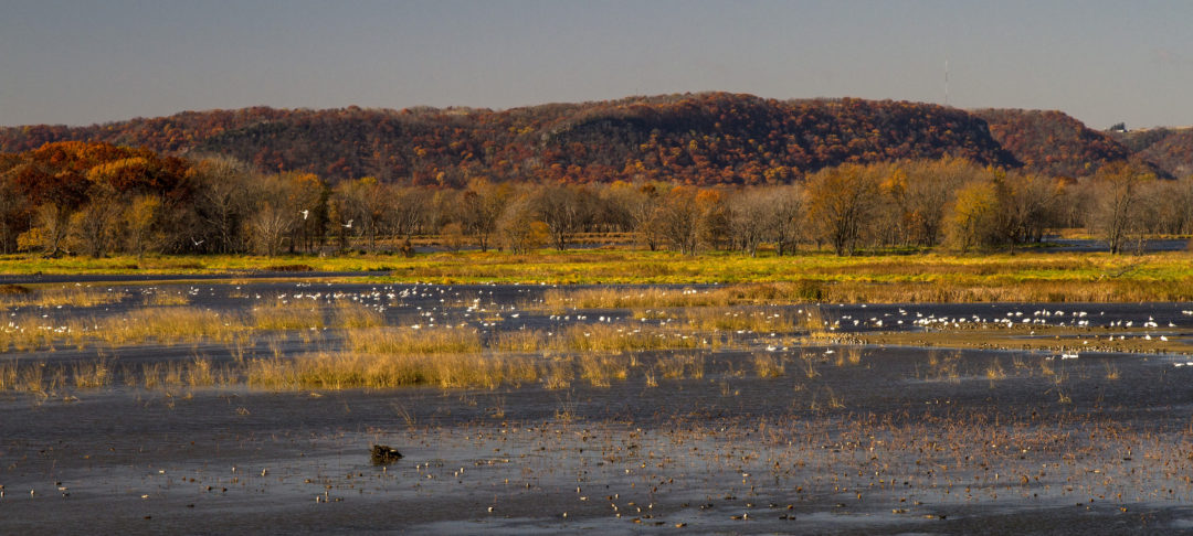 migratory tundra swans along the Mississippi River