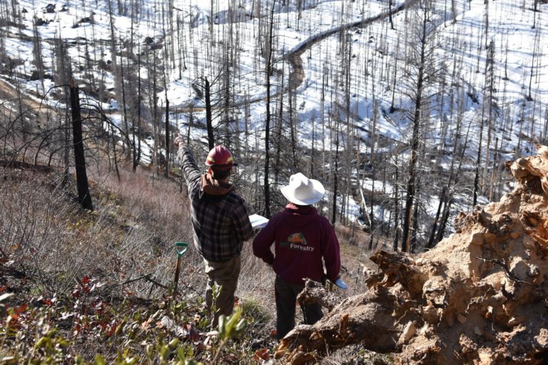 Two people survey an area of Boise National Forest in need of replanting.
