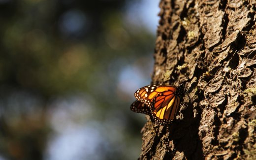 Monarch butterfly resting on a tree
